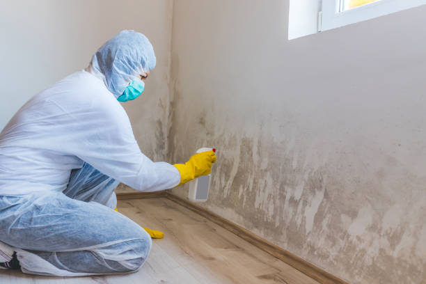 Mold Remediation specialist working in Essex